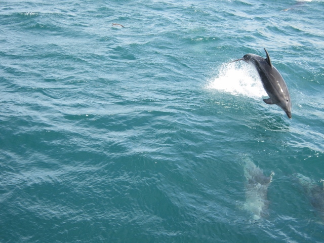 Een 'vliegende'Dolfijn, door Emmie geknipt